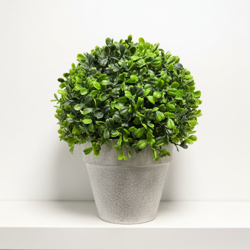 Clay Pot with Boxwood