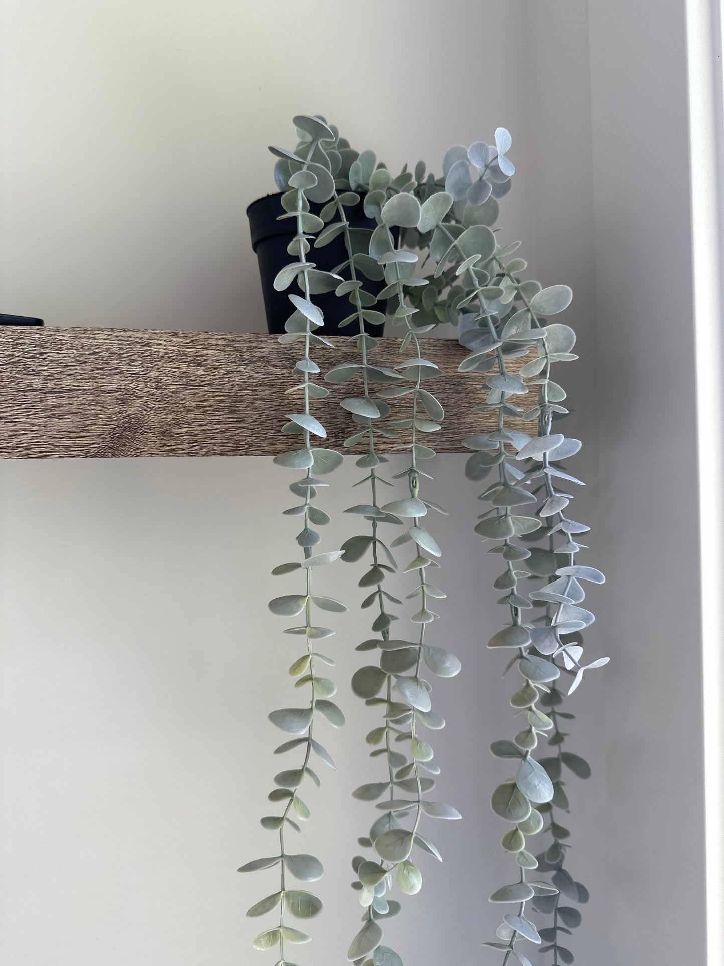 Hanging Eucalyptus In Black Pot