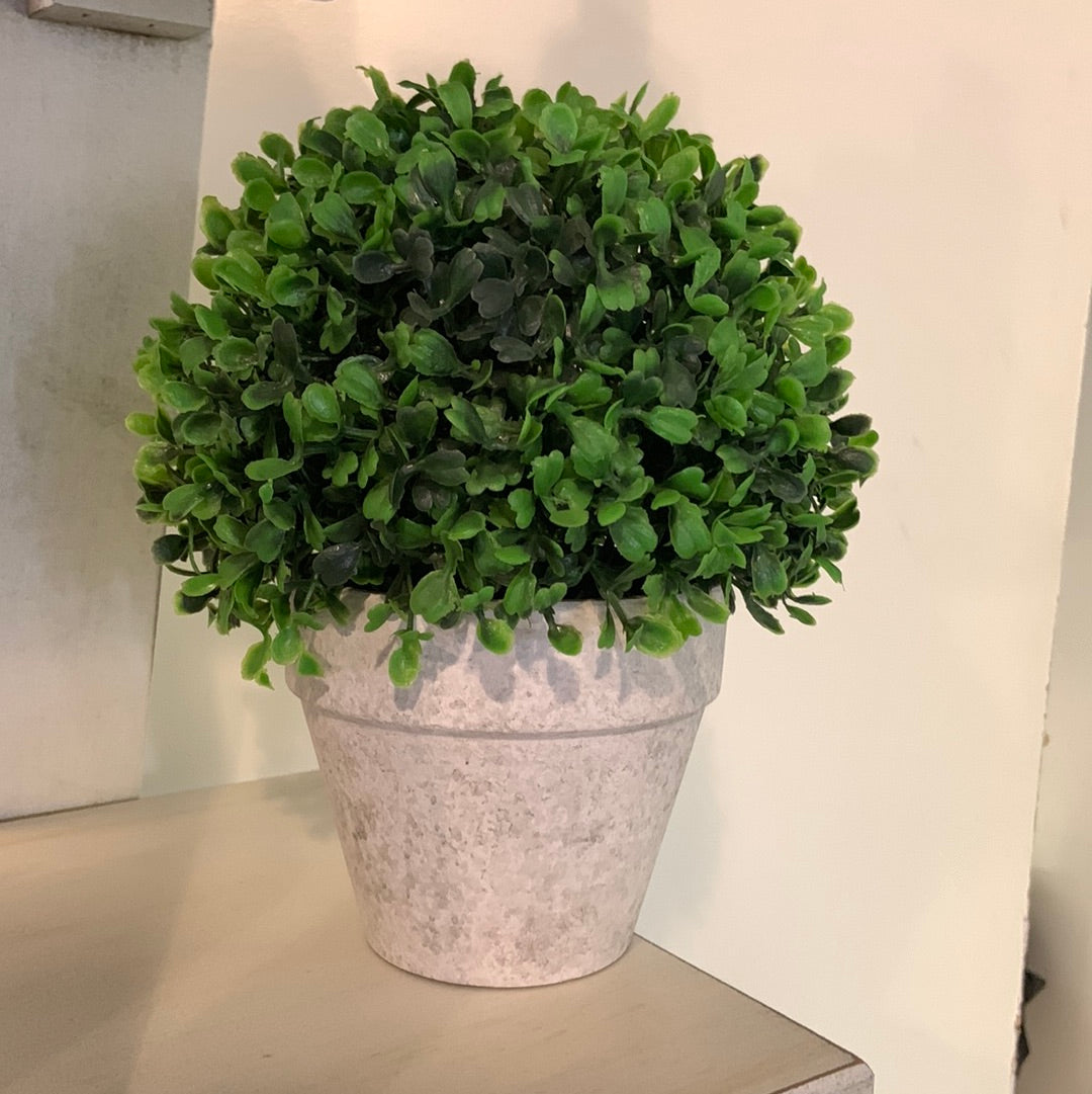 Concrete Potted Boxwood