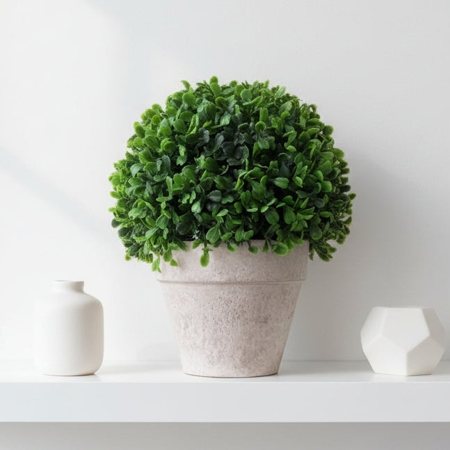 Concrete Potted Boxwood