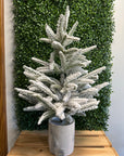 Frosted Evergreen Tabletop Trees – 3 Styles