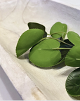 Paulowina Wood Bowl/Scoop