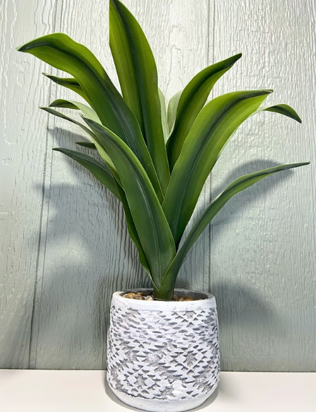 Pineapple Plant with Aztec Pot