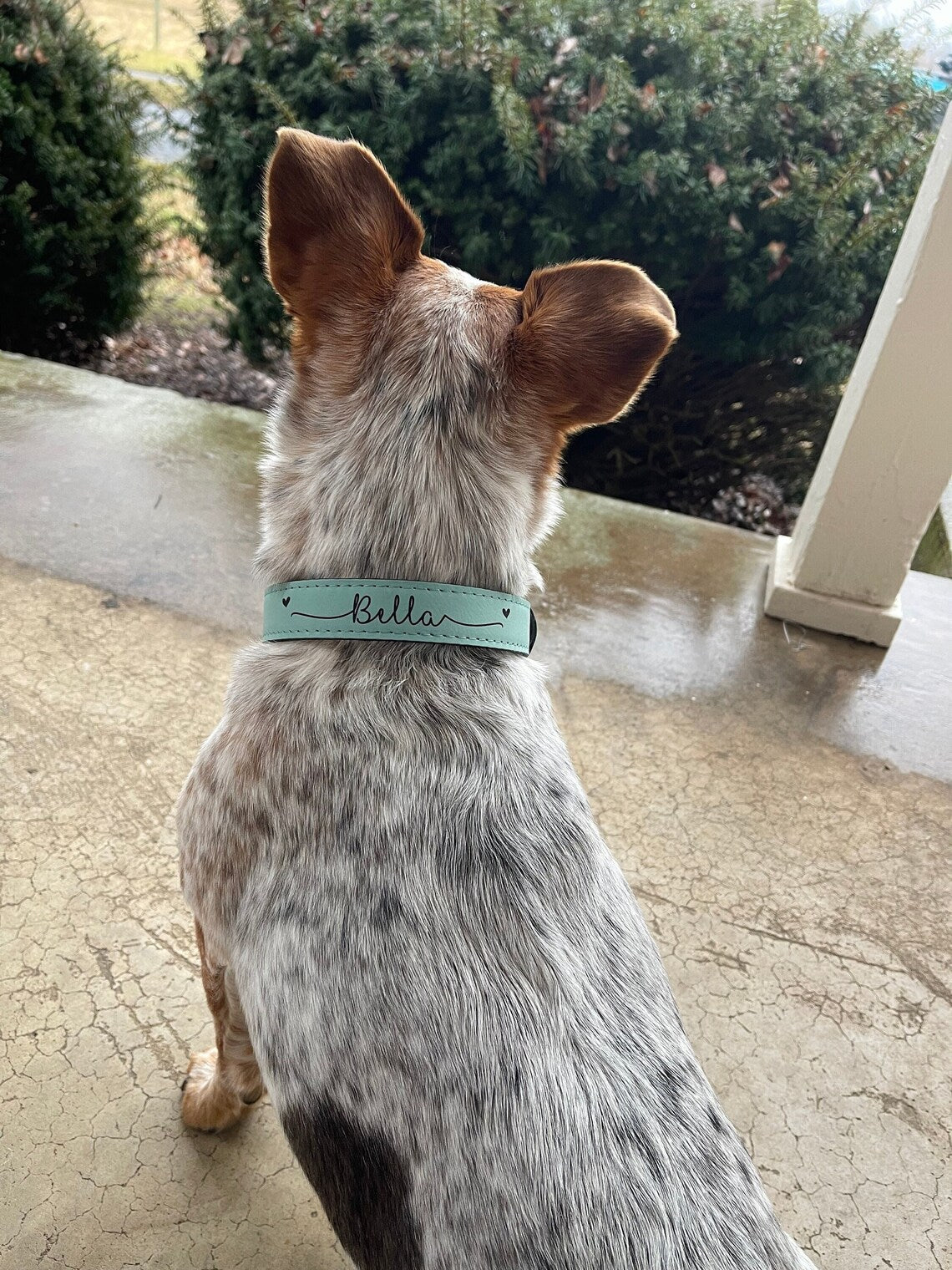 Leather Dog Collars - Customizable