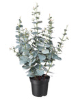 Artificial Potted Plants