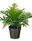 Artificial Potted Plants