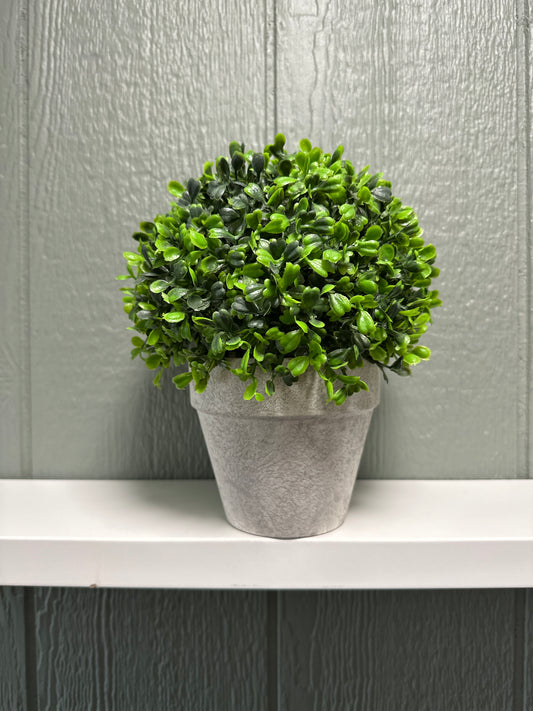 Clay Pot with Boxwood