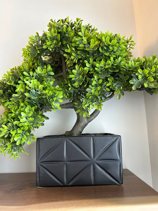 Bonsai Tree in Square Vase