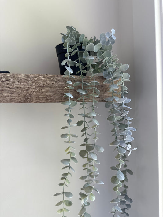 Hanging Eucalyptus In Black Pot