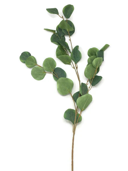 Green Eucalyptus Tall Stems