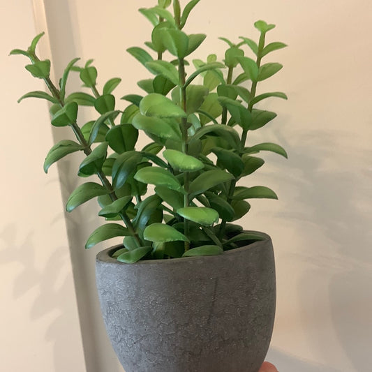 Grey concrete planter with Greenery