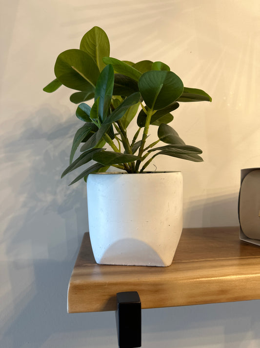 White Ceramic Planter with Greenery