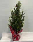 Mini Pine Tree with Pinecones & Buffalo Plaid Base