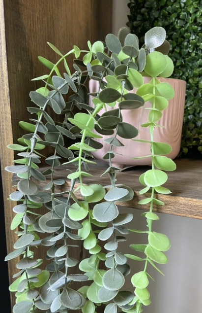 Hanging Eucalyptus Stem