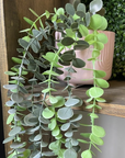 Hanging Eucalyptus Stem