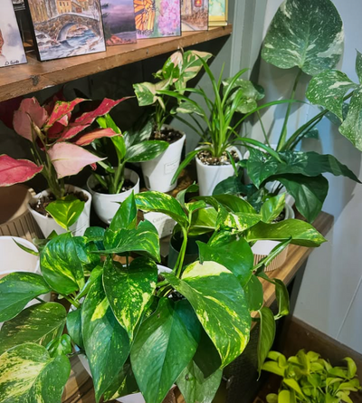 Curated Leaf
