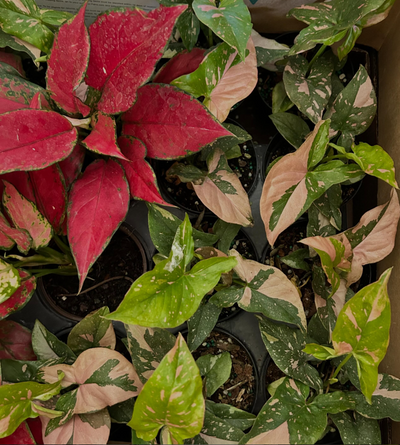 Curated Leaf