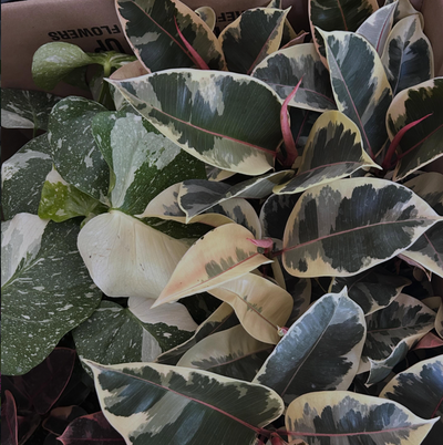 Curated Leaf