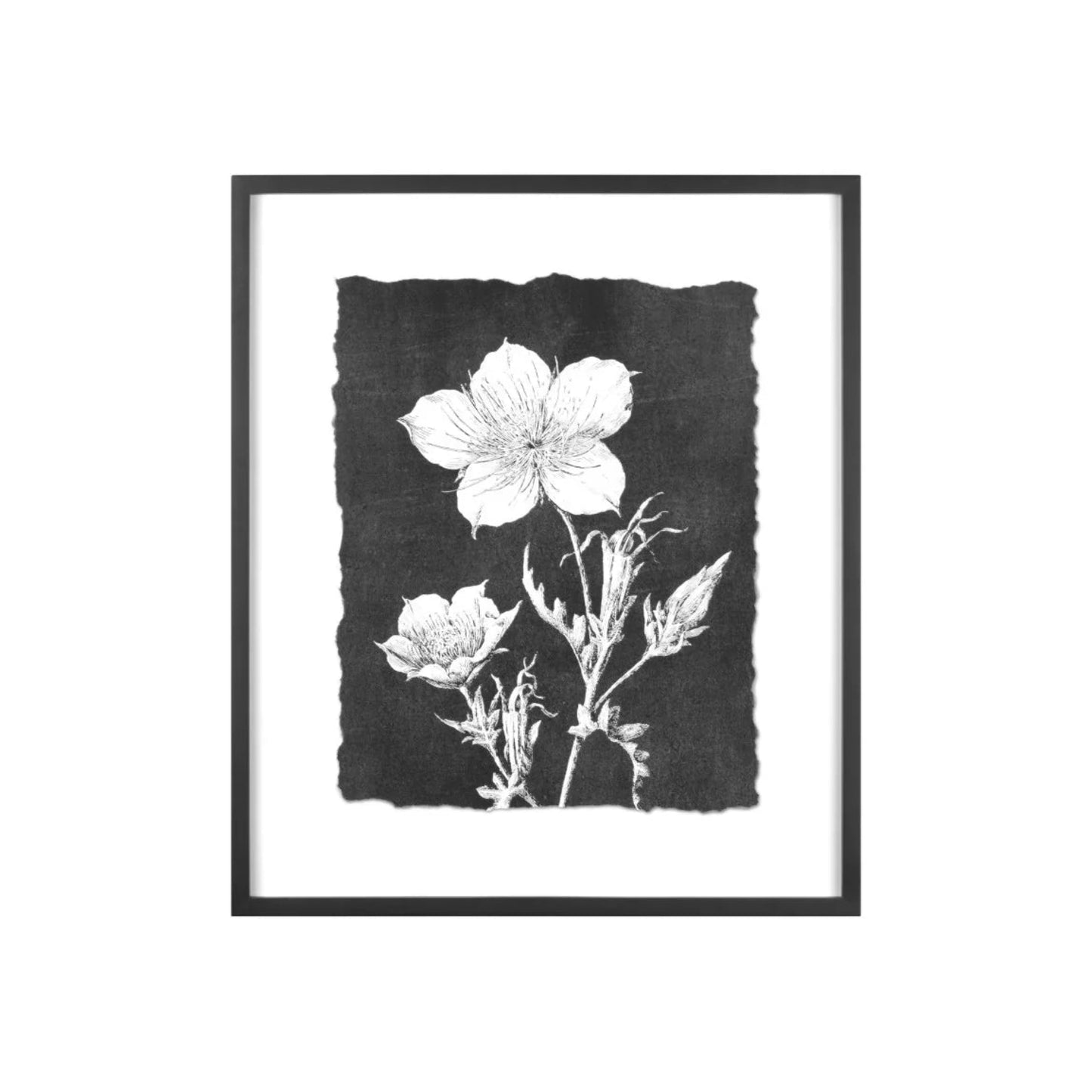 Large Botanical Prints- Wood Framed & Glass