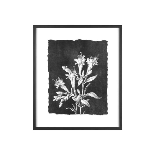 Large Botanical Prints- Wood Framed & Glass