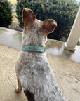 Leather Dog Collars - Customizable