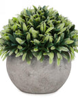 Foliage Ball Plant in Grey Pot