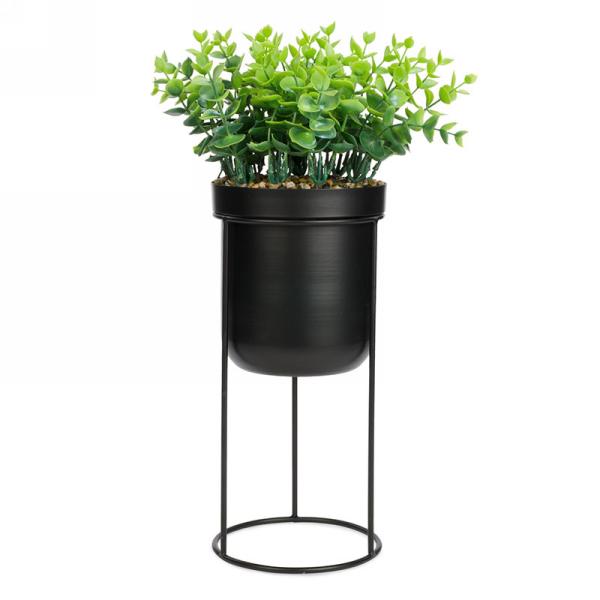 Small Plant with Black Stand