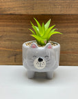 Ceramic Animal Planters